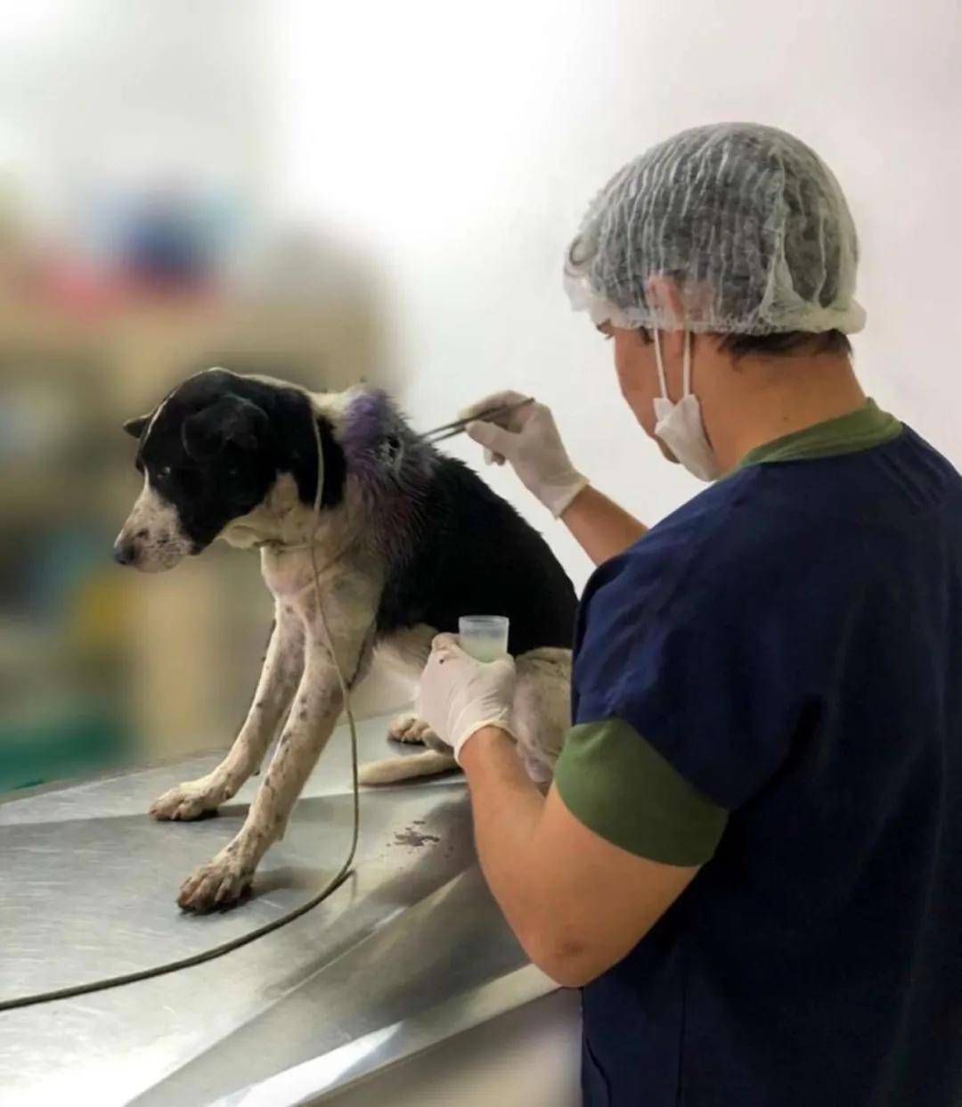 流浪狗主動走進診所：巴西一獸醫診所裡，迎來不速之客