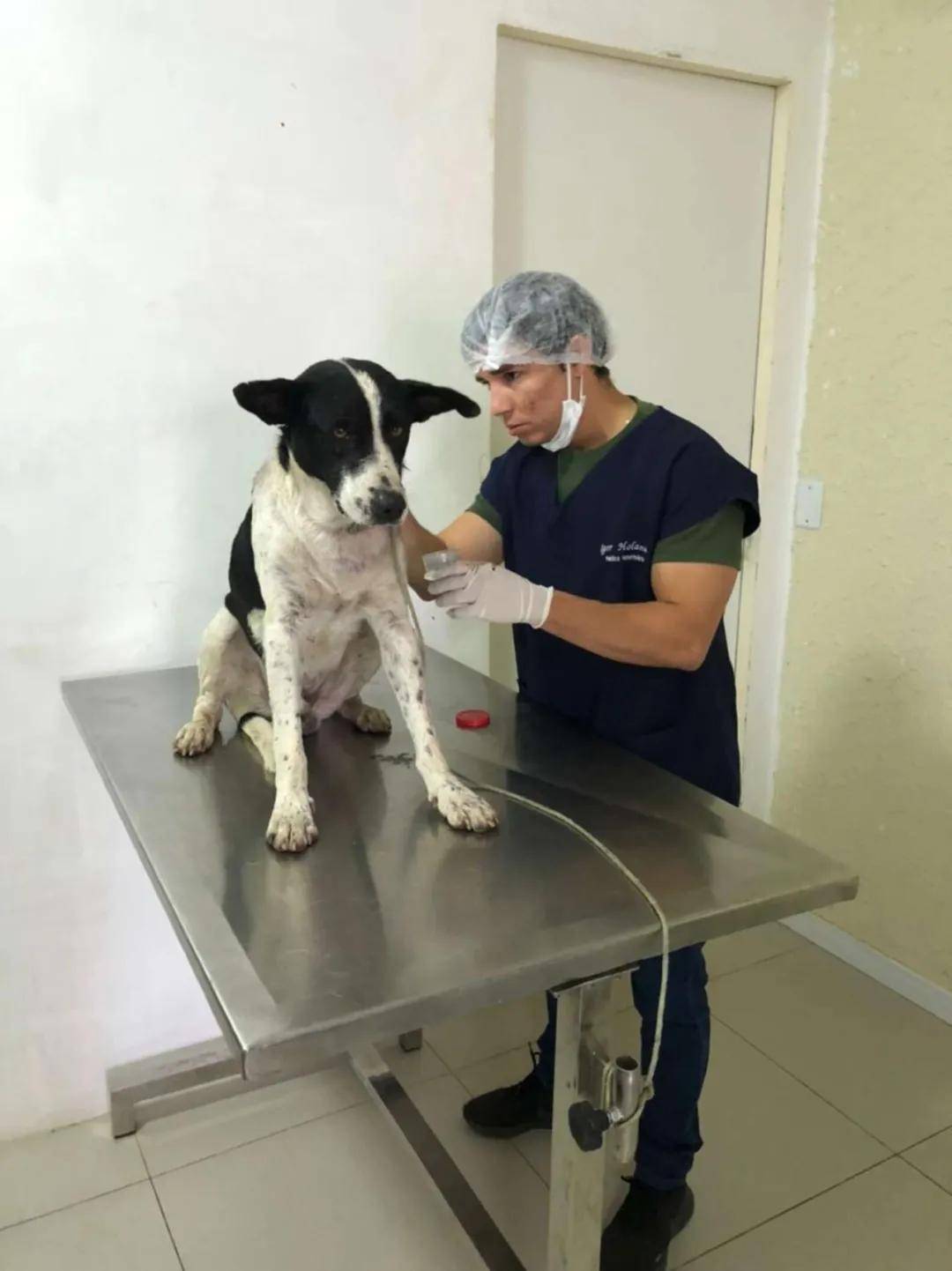 流浪狗主動走進診所：巴西一獸醫診所裡，迎來不速之客