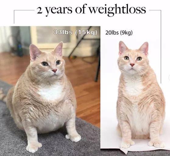那隻長了“點贊手”的肥貓，終於減肥成功啦！