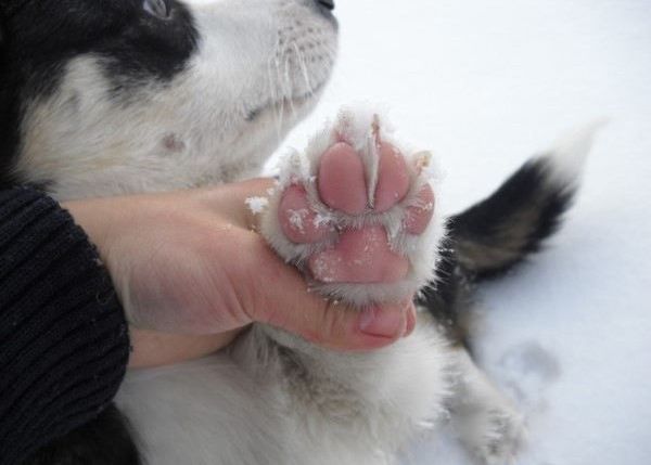 冬天狗狗愛生病？十個過冬小常識，了解這些就夠了！