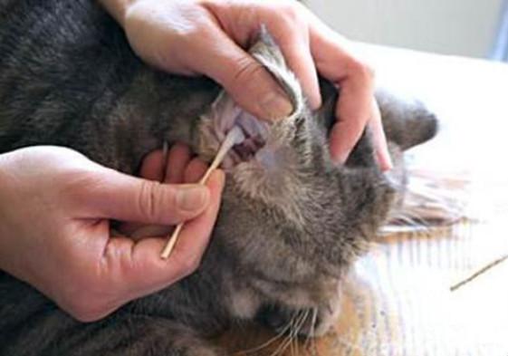 貓咪因耳蟎導致繼發性中耳炎的治療方法