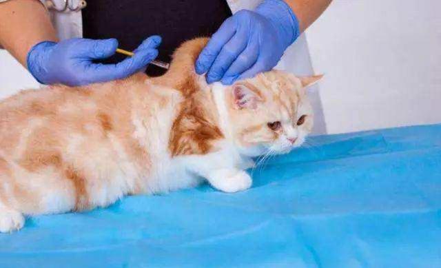 貓咪因耳蟎導致繼發性中耳炎的治療方法