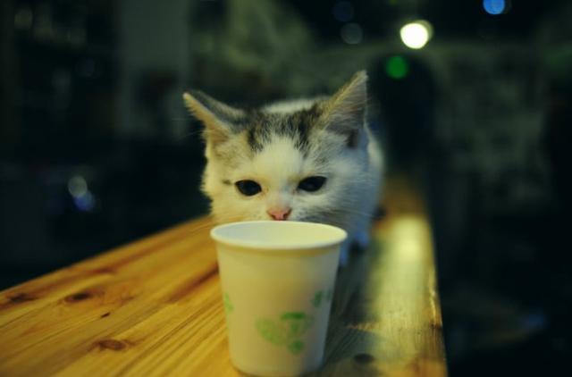 貓咪飲水並非越乾淨就越好，三種水源將令愛貓患病！