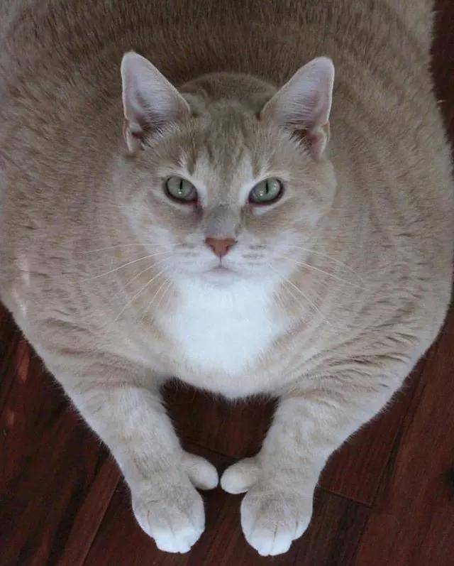 那隻長了“點贊手”的肥貓，終於減肥成功啦！