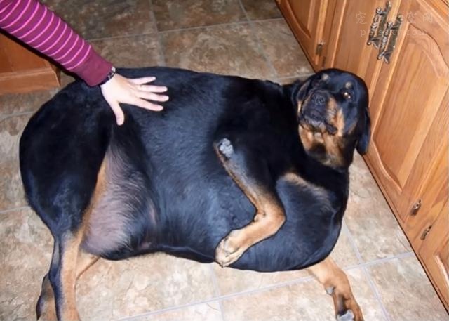 把家裡的寵物養的巨肥，是一種什麼樣的體驗？