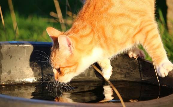 一隻貓一天大概要喝多少水？
