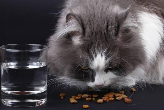 一隻貓一天大概要喝多少水？