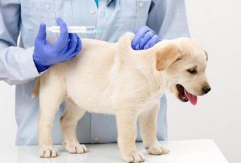 剛出生的小狗，多少天開始驅蟲和打疫苗？
