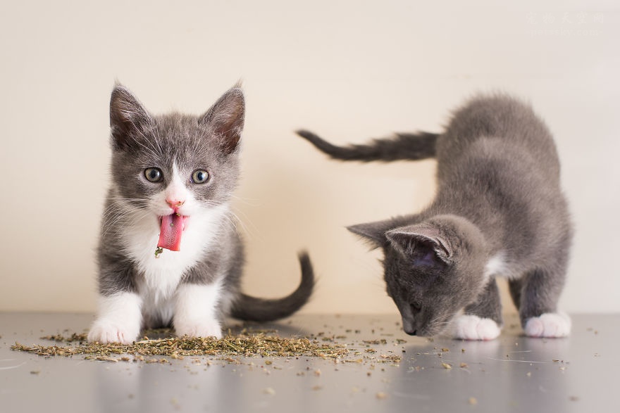 營養膏能代替貓糧嗎？日常需要注意什麼？