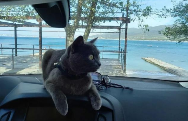 車里長大的貓咪成護身符，陪鏟屎官尋找生活中的美
