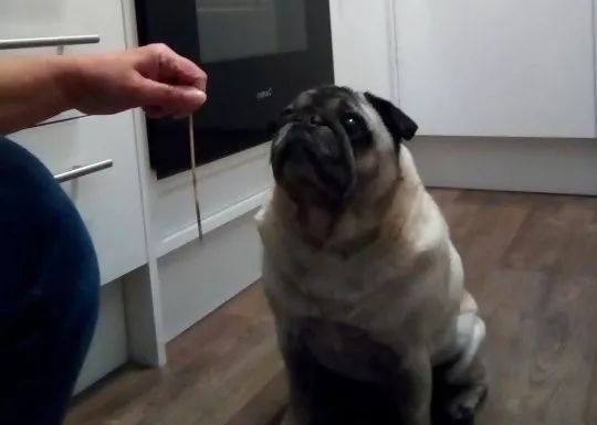這只巴哥犬名叫Monty，那天它趁主人不注意偷吃了一串烤肉串