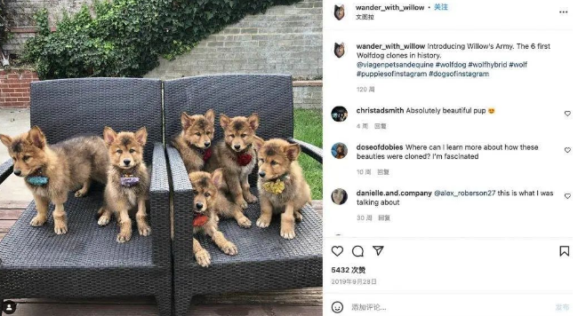 自私還是延續愛？ Instagram 博主克隆寵物惹爭議