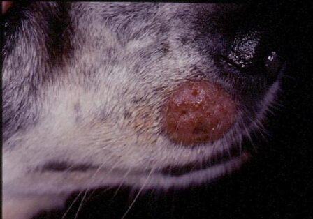 常見人獸共患皮膚病：皮癬菌症、疥癬蟲症和耳恙蟲症