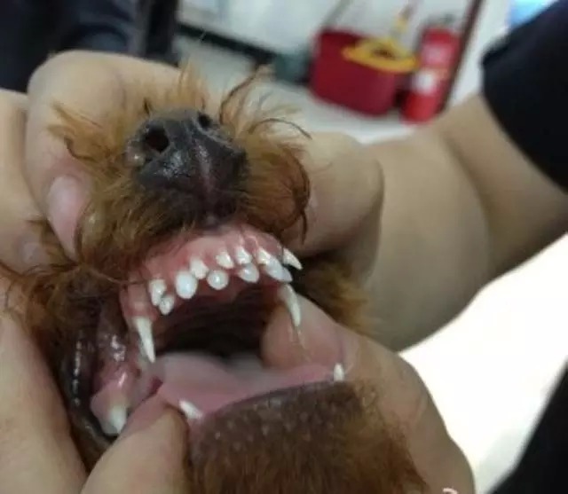 時刻關注狗狗的牙齒健康