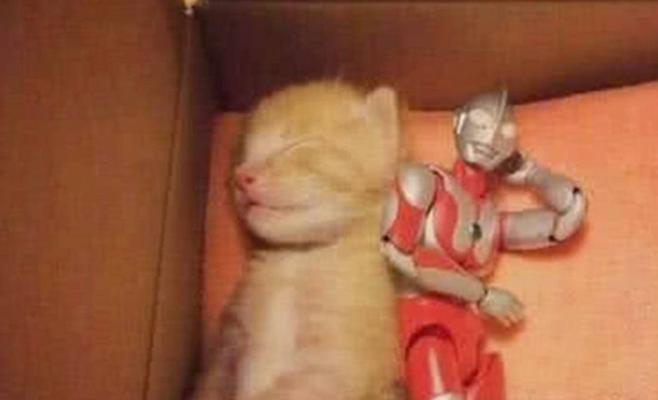 女主人給小橘貓買奧特曼陪小貓咪睡覺