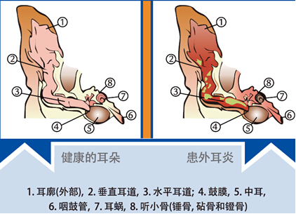 寵物耳道疾病的初期症狀和外耳炎