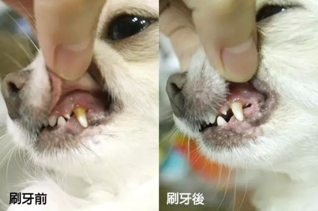 時刻關注狗狗的牙齒健康