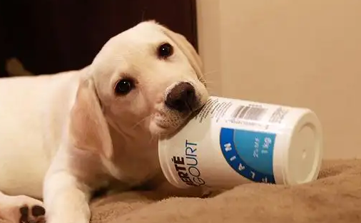 酸奶蓋上的酸奶，對狗狗也是有好處的