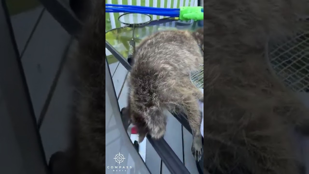 Drunk Raccoon Found Passed Out On Table 趣事頭條 Havefunbuzz 