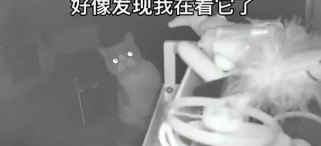 網友獨自留貓咪在外地過年，除夕打開攝像頭看貓時