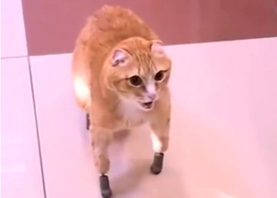 經過這項技術，四肢殘疾的貓咪終於可以行動自如了。