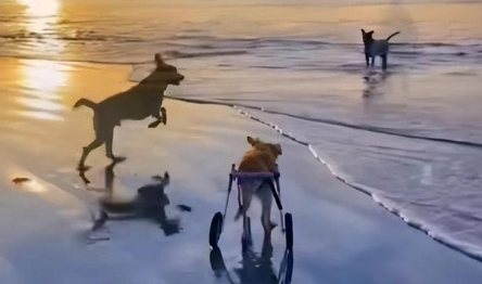 為了救主人失去了雙腳，為它裝上了機械腿，狗狗再次快樂奔跑