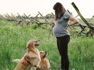 因為懷孕，婆婆要送走愛犬。為此天天吵架，真的不能養狗嗎