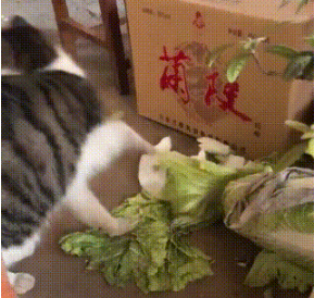 田園貓酷愛大白菜，勝過小魚乾，為吃一口菜葉甘願做“小偷”