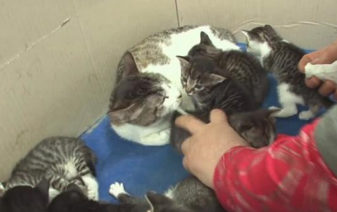 貓媽生下小貓後不管，同為貓媽的姐妹挺身而出，獨自餵養十隻小貓