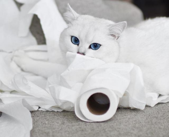 擁有絕美藍眼睛的貓咪，迷倒萬千貓奴，如今已成為主人“招財貓”