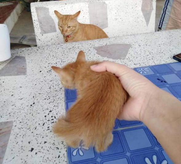 撿了隻小橘貓帶回家，家裡的大橘竟吃醋了！貓：有我一個不夠嗎？