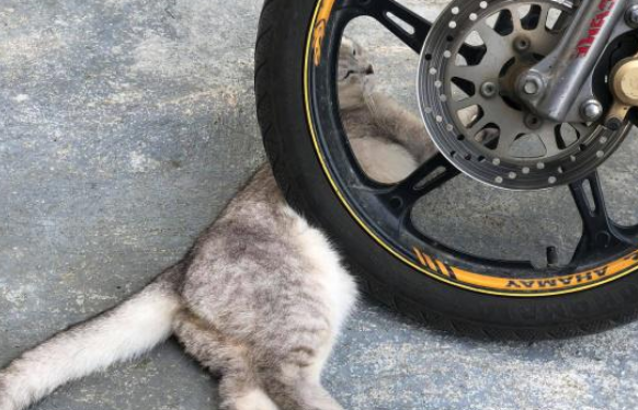 貓咪光天化日之下來碰瓷，嚇壞摩托車司機，貓：認命吧，人類