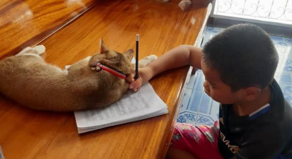 小主人認真寫作業，屢屢被貓咪瘋狂打擾：有貓還想學習？