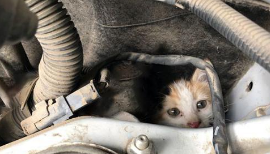 在引擎蓋下倖存的小萌貓，被好心人收養後，竟變成這副德行
