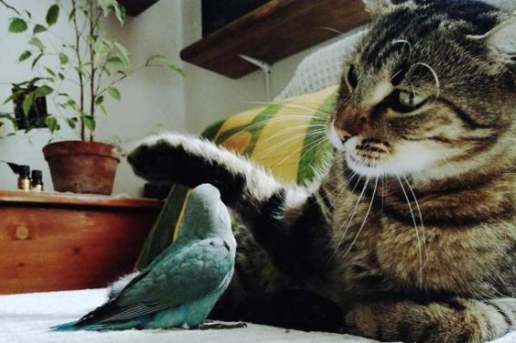 主人撿了隻鳥帶回家，不料竟跳到貓咪身上，隨後貓咪的舉動暖心了