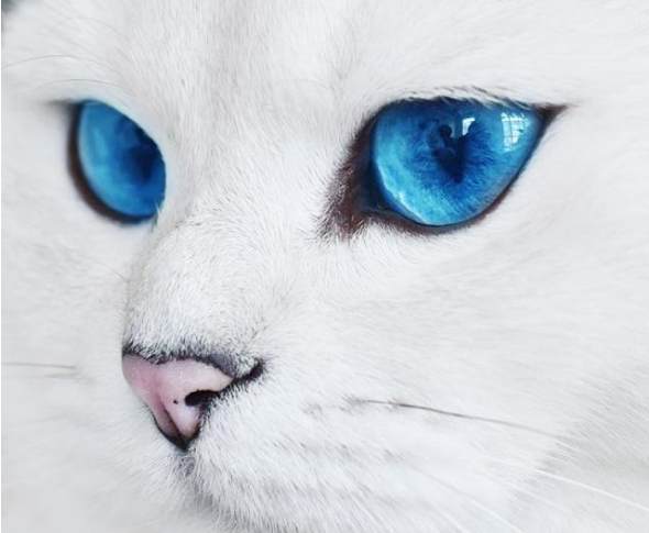 擁有絕美藍眼睛的貓咪，迷倒萬千貓奴，如今已成為主人“招財貓”