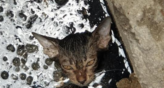 暖心！小奶貓被困下水道，生命垂危，農民工兄弟合力將貓咪救出