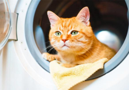 未通電的洗衣機內發出怪聲！主人一看笑了，罪魁禍首竟是只橘貓