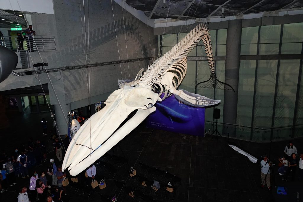 全球第25座藍鯨骨骼標本 海生館開展重生
